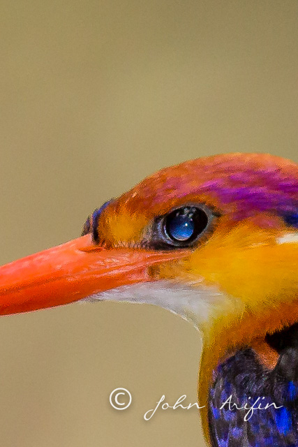 EOS 5D III +600mm + 1.4X