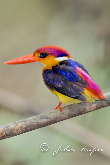 Canon EOS 7D Mark II and EOS 5D Mark III comparison - Bird Photography in Rainforest.