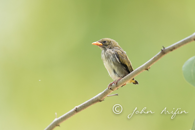 Yellow V Flower Pecker-4806