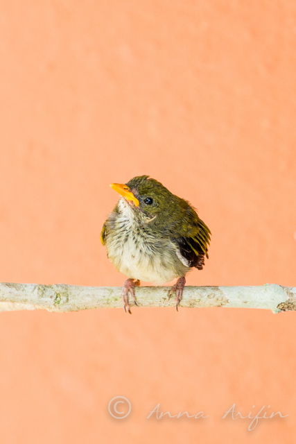Yellow V Flower Pecker-5348