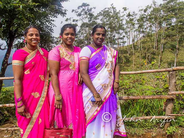 Nilgiri Tahr, Eravikulam National Park, Kerala, India.