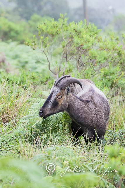 Nilgiri Tahr-6249
