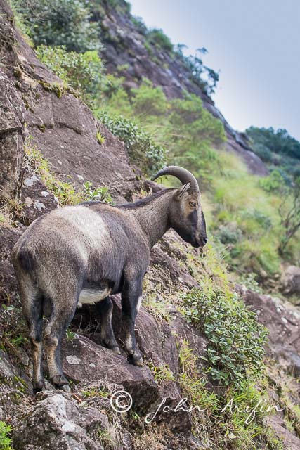 Munnar, Nilgiri Tahr, Eravikulam National Park, Kerela, India