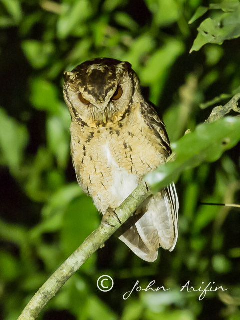 Collared Scops Owl. The awakening of the Sunda Scops Owl at the Singapore Botanical Gardens