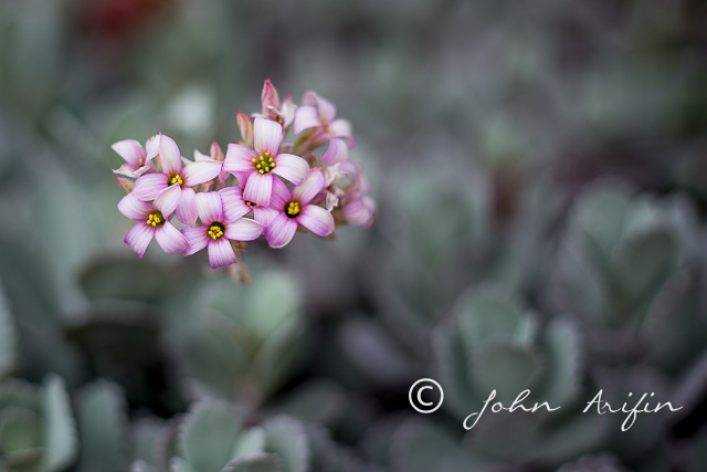 Plant and landscape photography at Singapore Gardens by the Bay