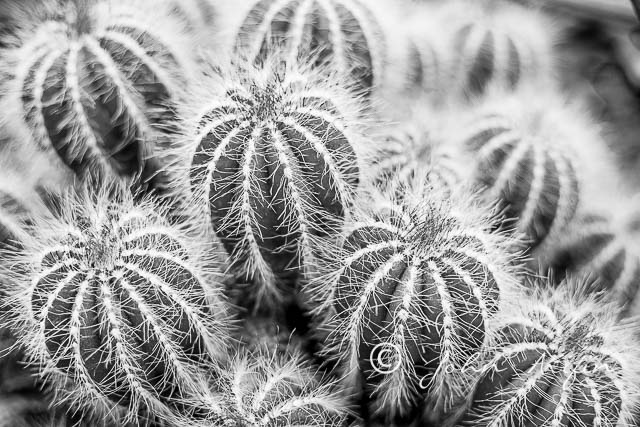 Plant and landscape photography at Singapore Gardens by the Bay