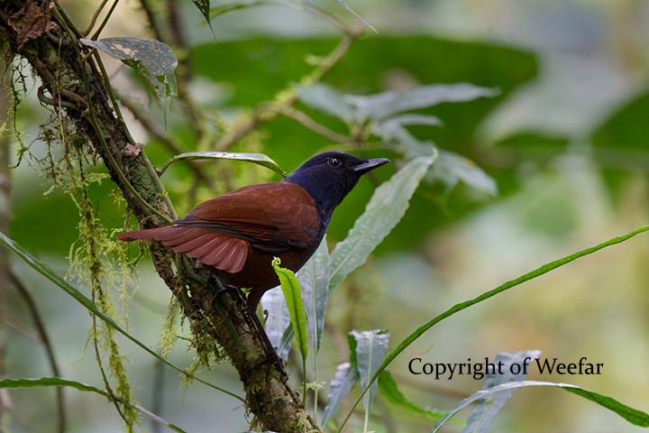 14450002_1276729415691216_8120522921689108717_n