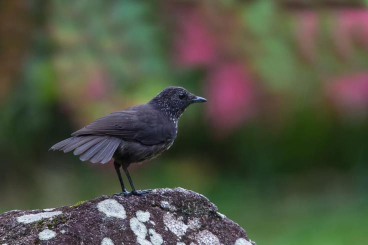 14457308_10154128106069531_9158505760546436616_n