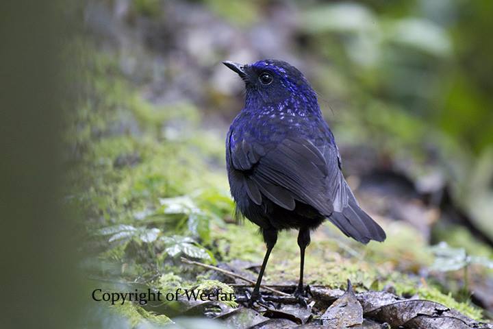 14463142_1276718182359006_6592434056713710639_n