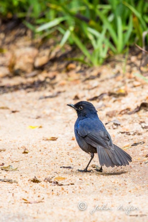 ceylon-whistling-thrush-2493