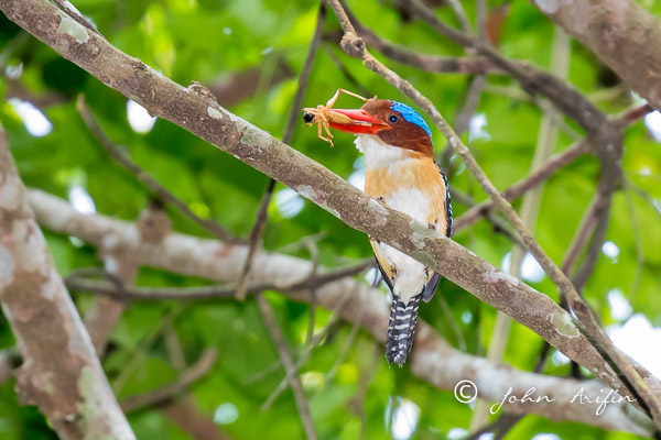 birds of Khao Yai-7284