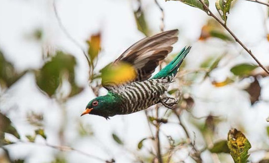 Asian Emeral Cuckoo-0192
