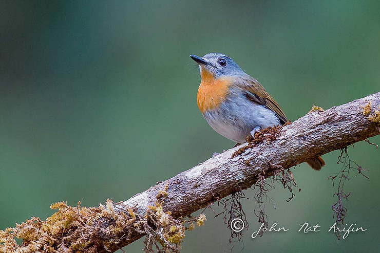 4D3N Bird Photography Trip to Ganeshgudi, Karnataka, Western Ghats India