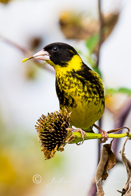 Vietnamese Greenfinch. 7 endemic birds of Vietnam in Dalat
