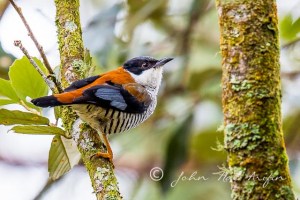 Endemic birds of Vietnam in Dalat