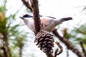 Endemic birds of Vietnam in Dalat