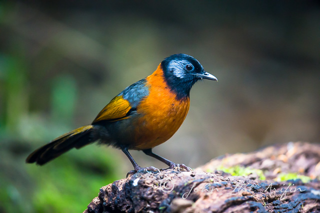 Collared Laughing-thrush, 7 endemic birds of Vietnam in Dalat