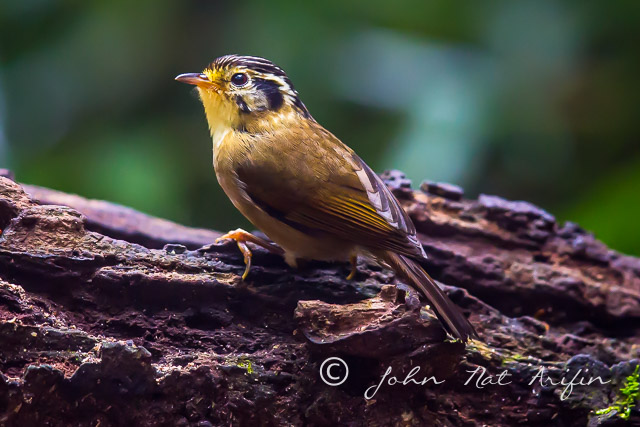Black-crowned Fulvetta, endemic bird to Vietnam