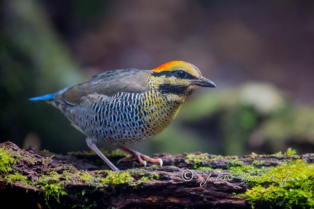 Blue Pitta regional endemic bird in south Vietnam

