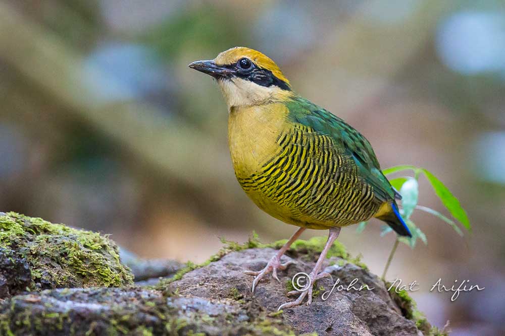 Bar-bellied Pitta a regional endemic bird in south Vietnam