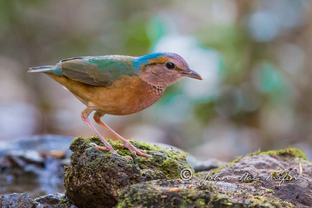 Blue-rumped Pitta a regional endemic bird in south Vietnam