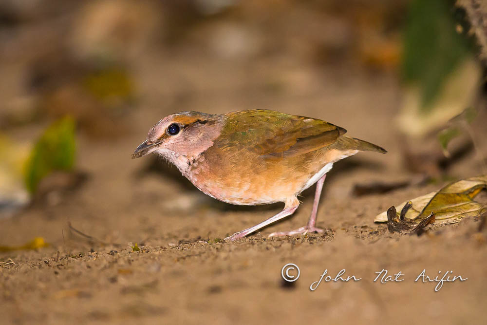 Blue-rumped Pitta a regional endemic bird in south Vietnam