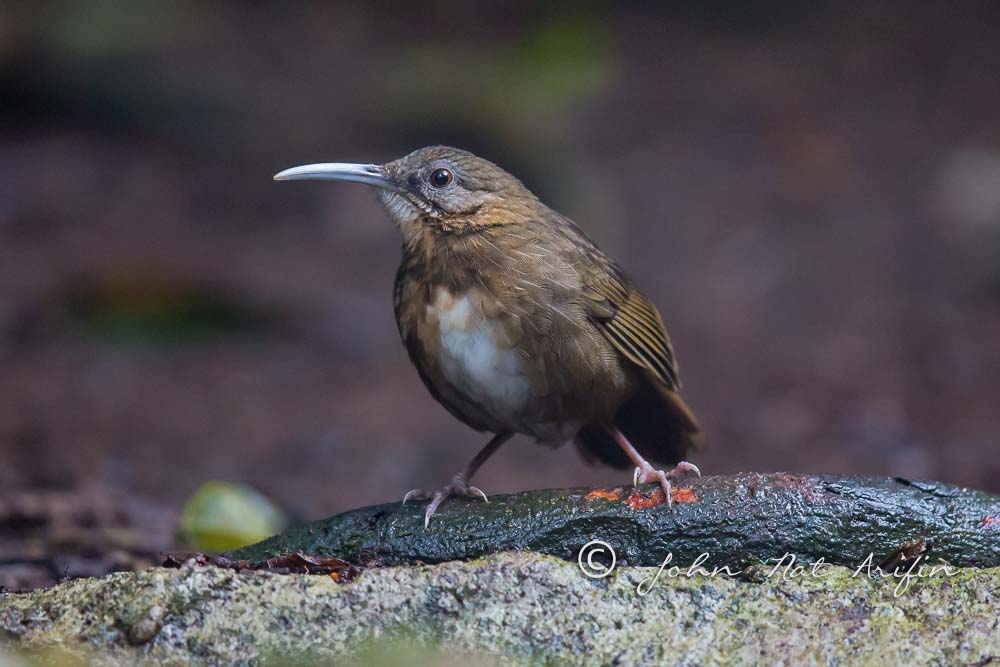 Indochinese Wren-babbler a regional endemic bird in south Vietnam
