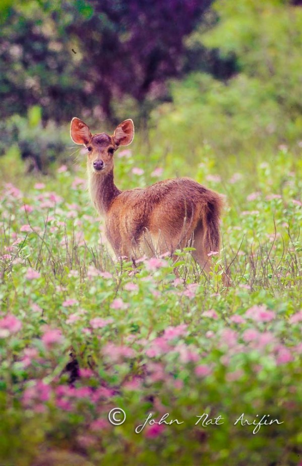 Rusa deer at Ujung Kulon National Park Indonesia