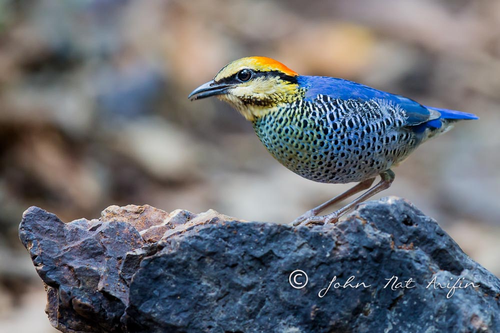 Blue Pitta regional endemic bird in south Vietnam