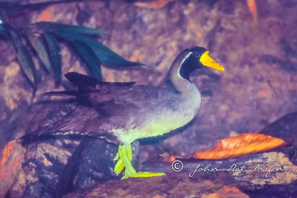 Masked Finfoot Taman Negara Malaysia