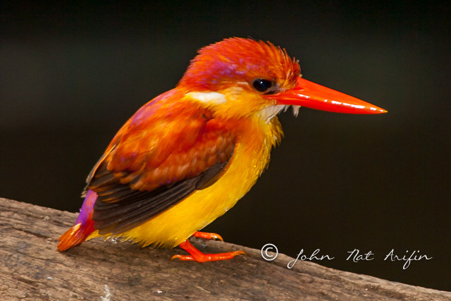 Rufous-backed Kingfisher in Kubah National Park
