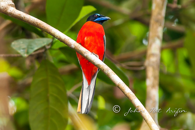 Scarlet-rumped Trogon in Kubah National Park by day near the frog pond.