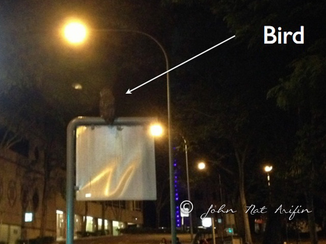 Spotted wood owl Orchard Road Singapore
