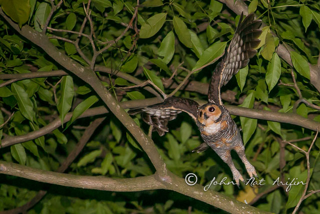 Spotted wood owl Orchard Road Singapore

