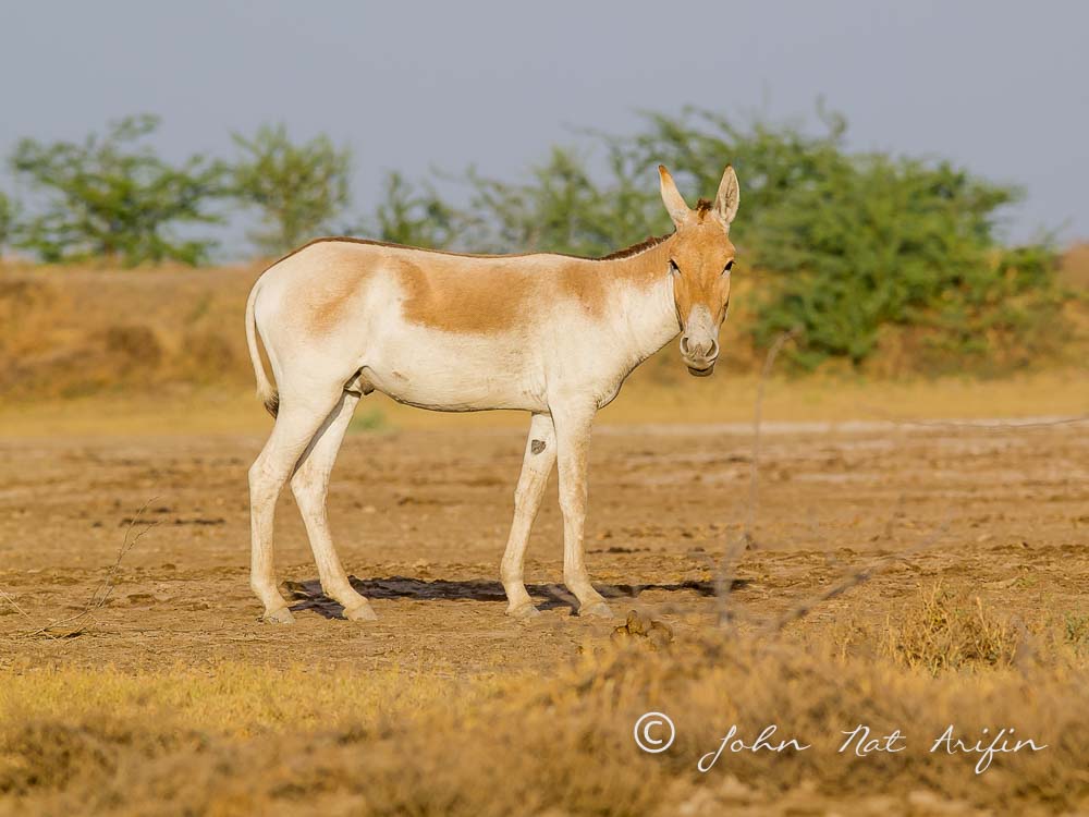 Asiatic Wild Ass. Photographing Birds In Gujarat|Kutch District|India