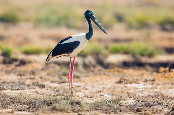Black-necked Stork.Photographing Birds In Gujarat|Kutch District|India