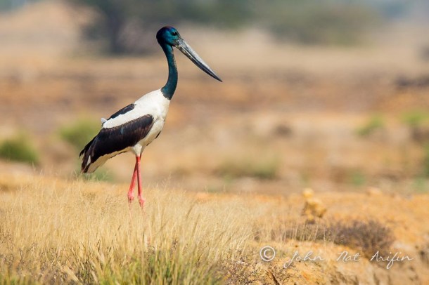 Black-necked Stork. Photographing Birds In Gujarat|Kutch District|India