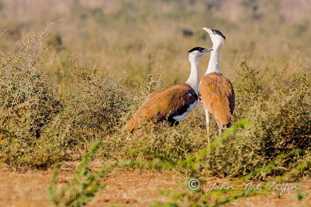 Great Indian Bastards. Photographing Birds In Gujarat|Kutch District|India