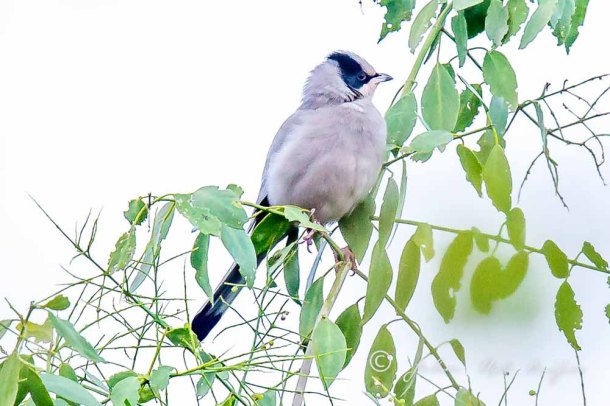Grey Hypocolius. Photographing Birds In Gujarat|Kutch District|India