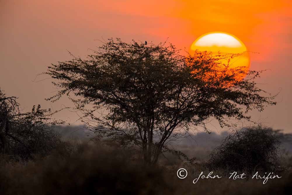 Photographing Birds In Gujarat|Kutch District|India