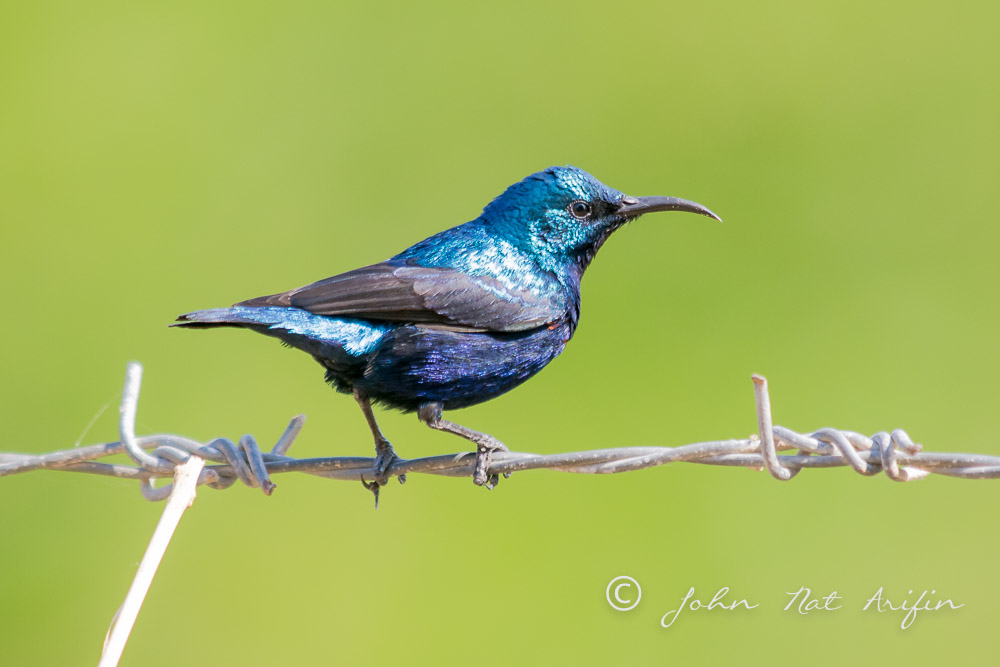 Purple Sunbird. Photographing Birds In Gujarat|Kutch District|India