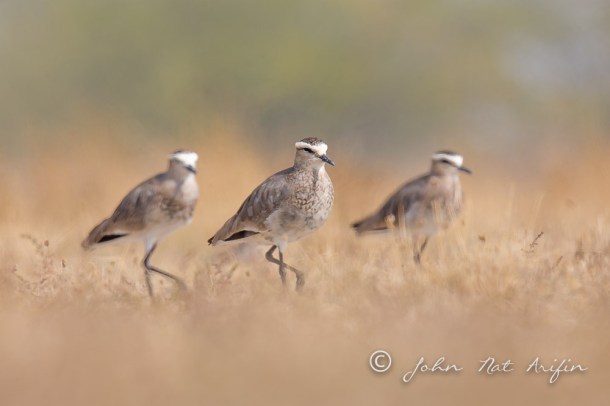 Sociable Lapwing. Photographing Birds In Gujarat|Kutch District|India