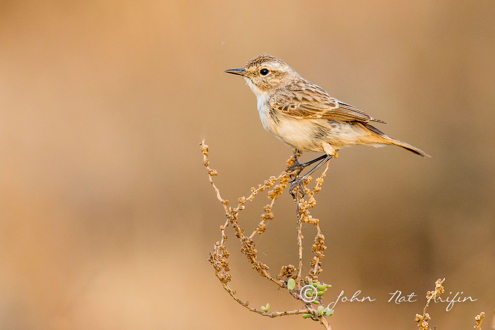 Stoliczka's Bushchat. Photographing Birds In Gujarat|Kutch District|India