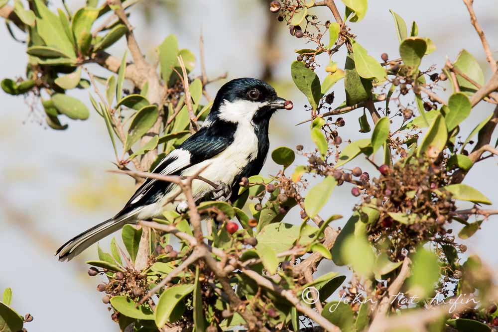 White-Named Tit. Photographing Birds In Gujarat|Kutch District|India