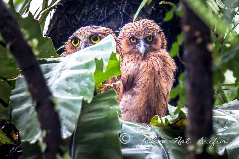Buffy Fish Owl Fledged| Rescued and reunited with Parents | Hampstead Wetlands Park Singapore