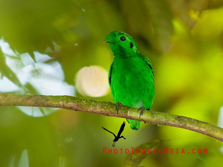 My First 15 Day Borneo Birding Trip To Sarawak | Photo Travel Asia