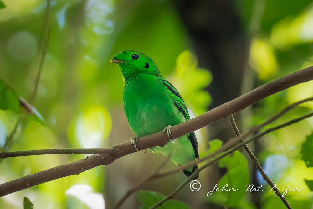 Green Broadbill Pulau Ubin SIngapore