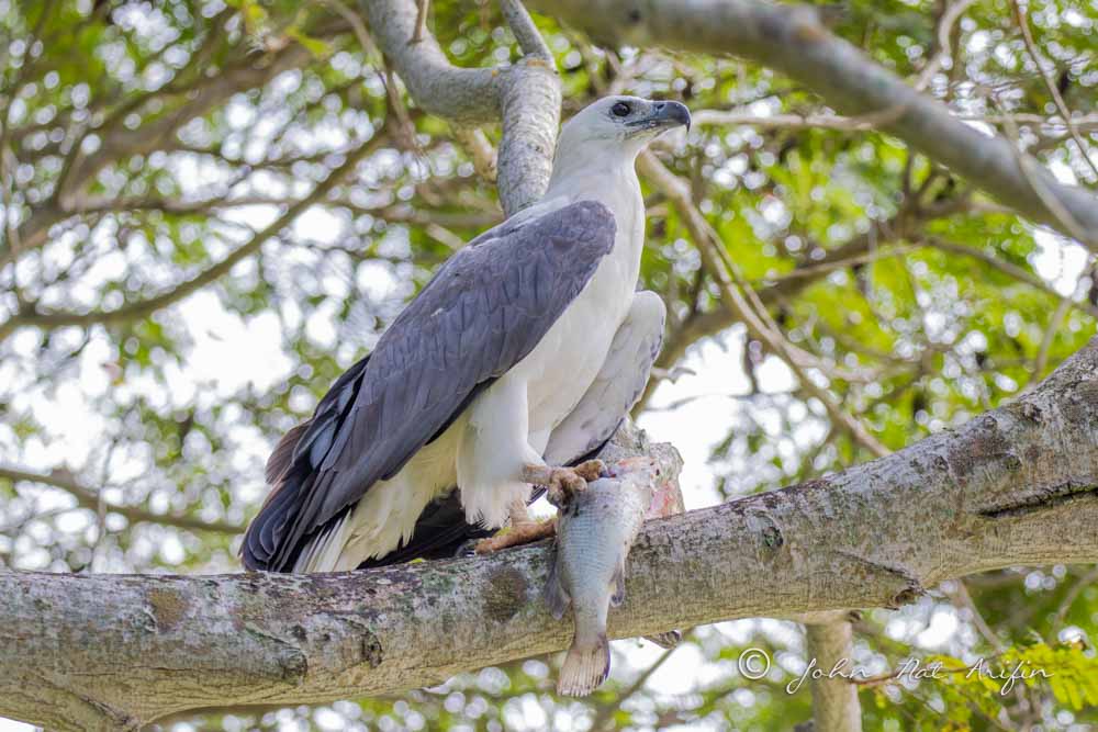 Changeable Hawk Eagle and White-bellied Sea Eagle in Pasir Ris Park Singapore