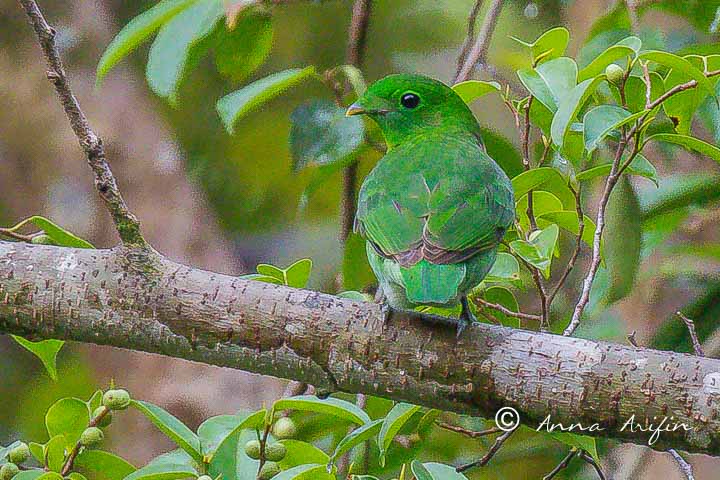 Green Broadbill. Birding southern Thailand, Hala Bala Wildlife Sanctuary