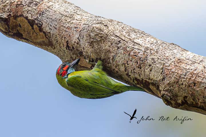 Birding southern Thailand, Hala Bala Wildlife Sanctuary | Phototravelasia